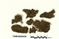 藏品(南亞麻錦苔)的圖片